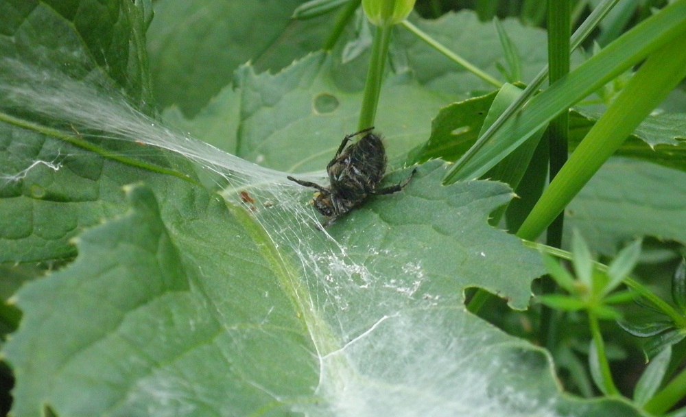 Spinnenangst: Spinnen in Deutschland