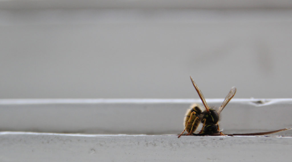 These: Konditionieren Wespen die Menschen?